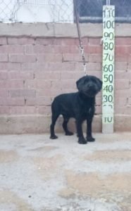 Bruno