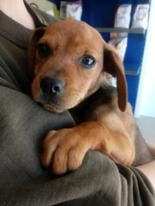 Cooper