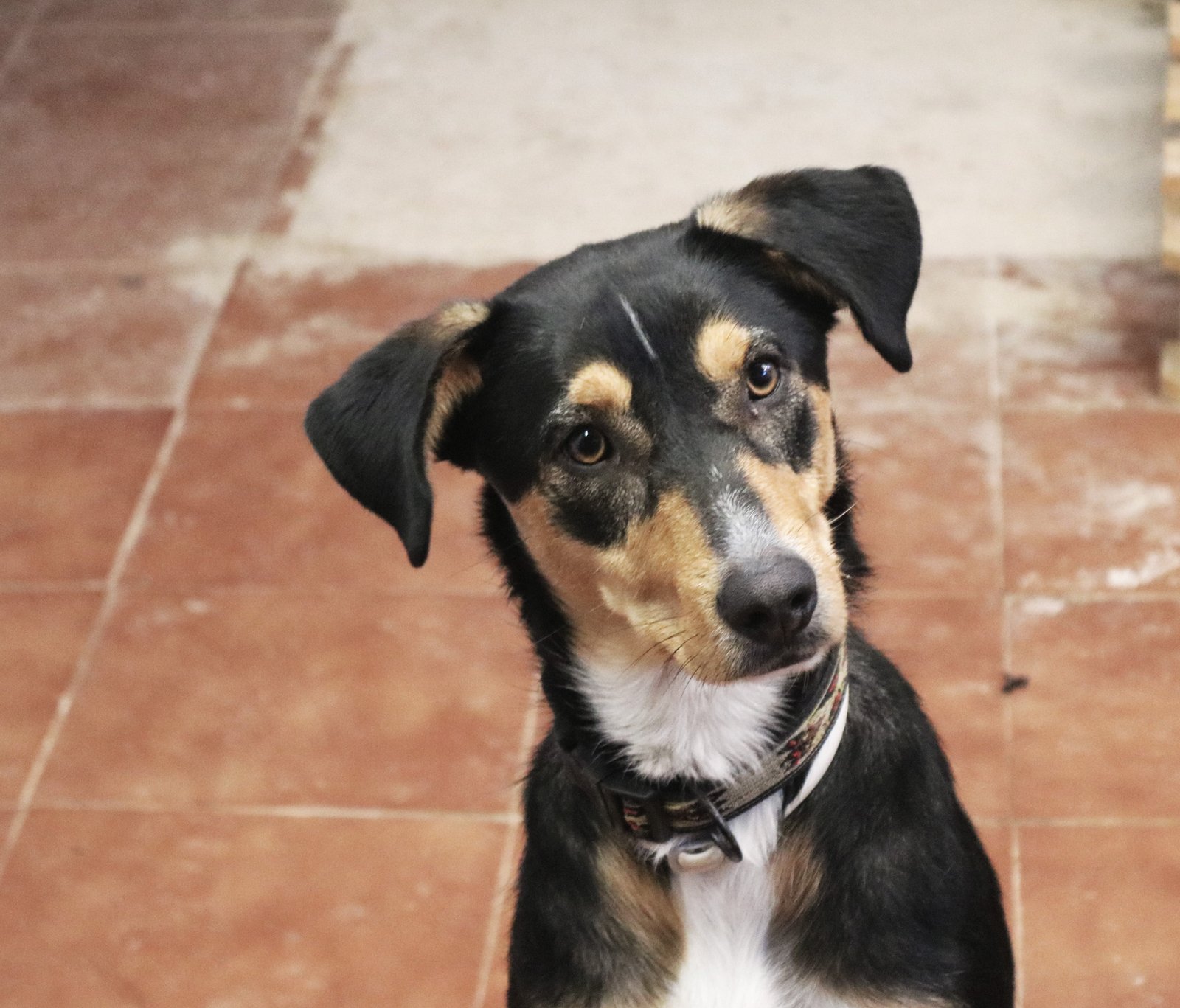 Nala