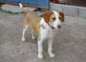 Navarro