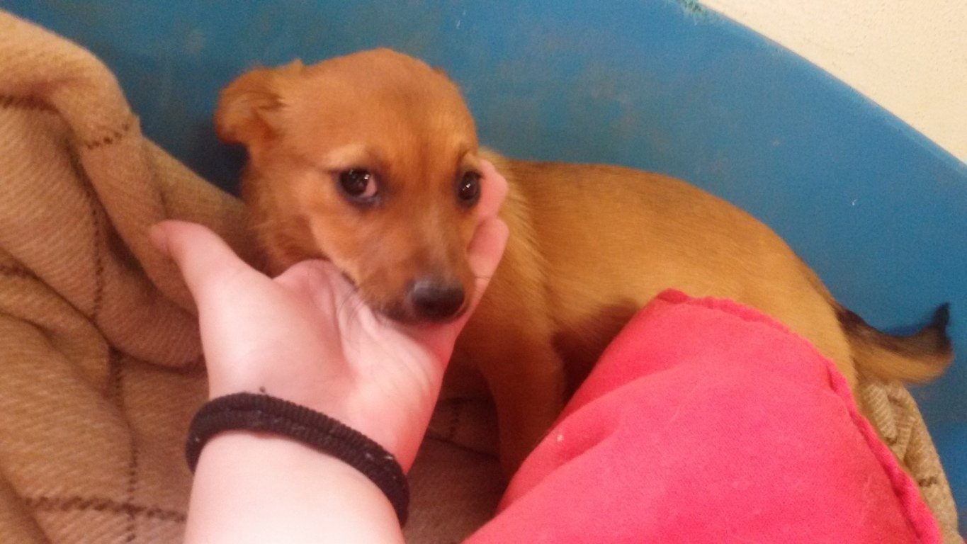 Telma