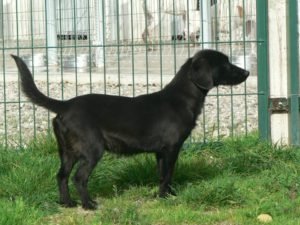 Vero