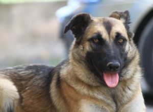 Zula