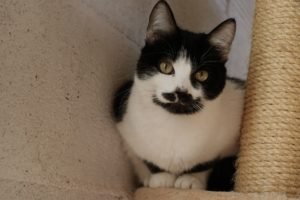 Bigotitos
