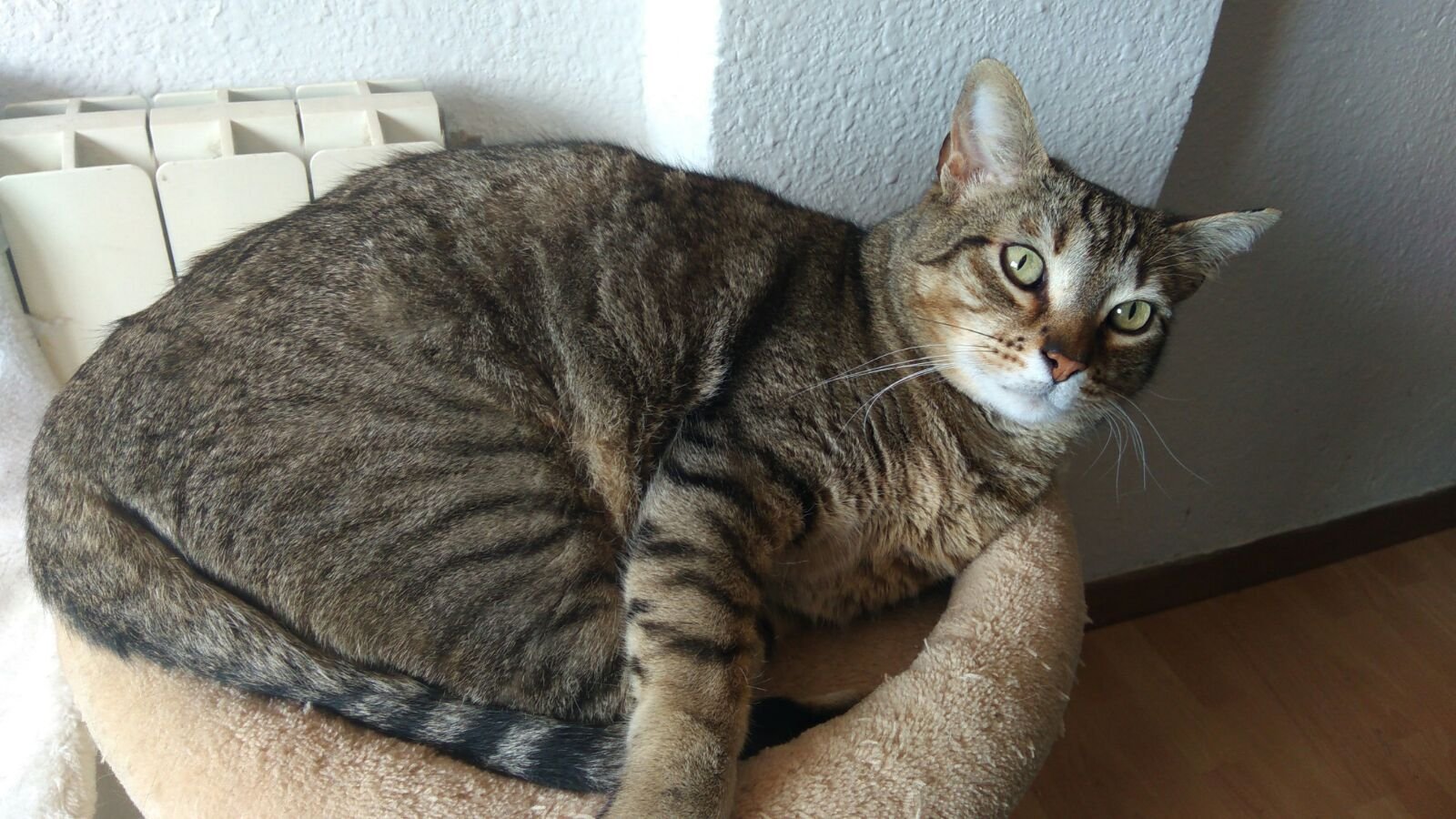 Michi