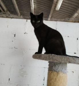 Noir