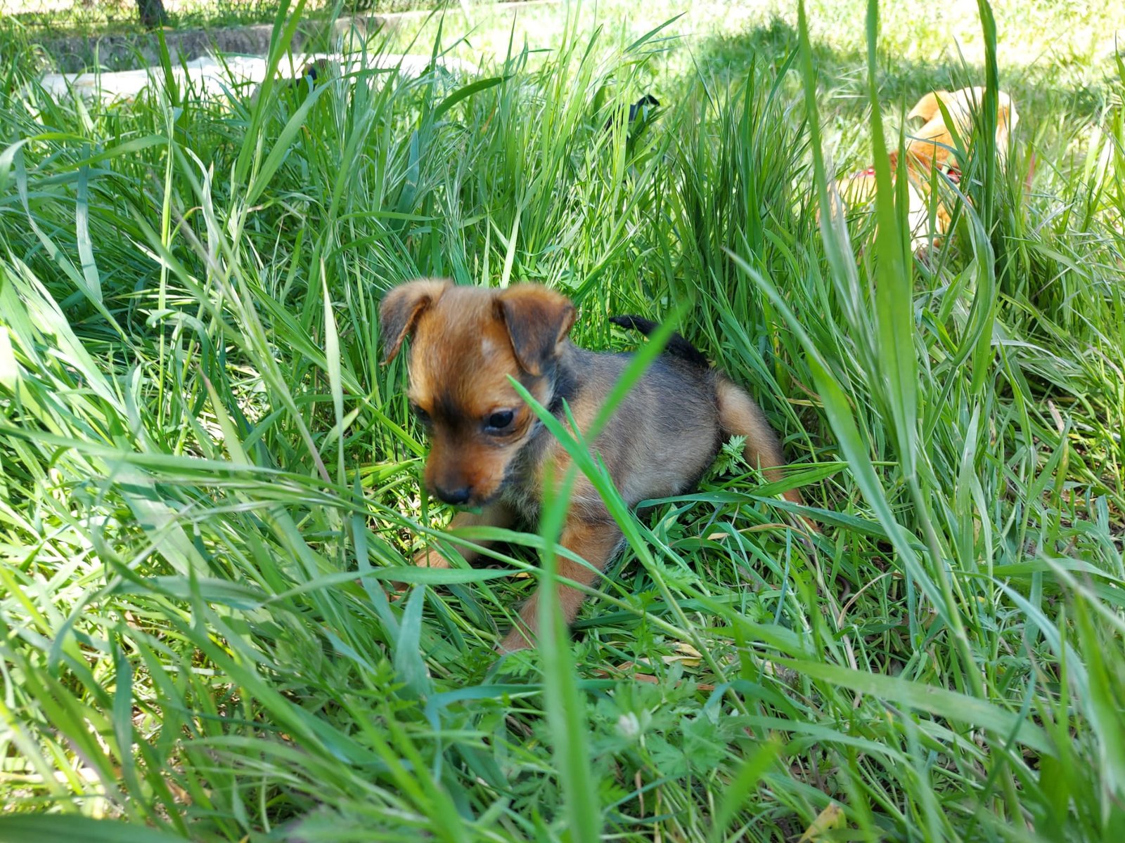 Pili