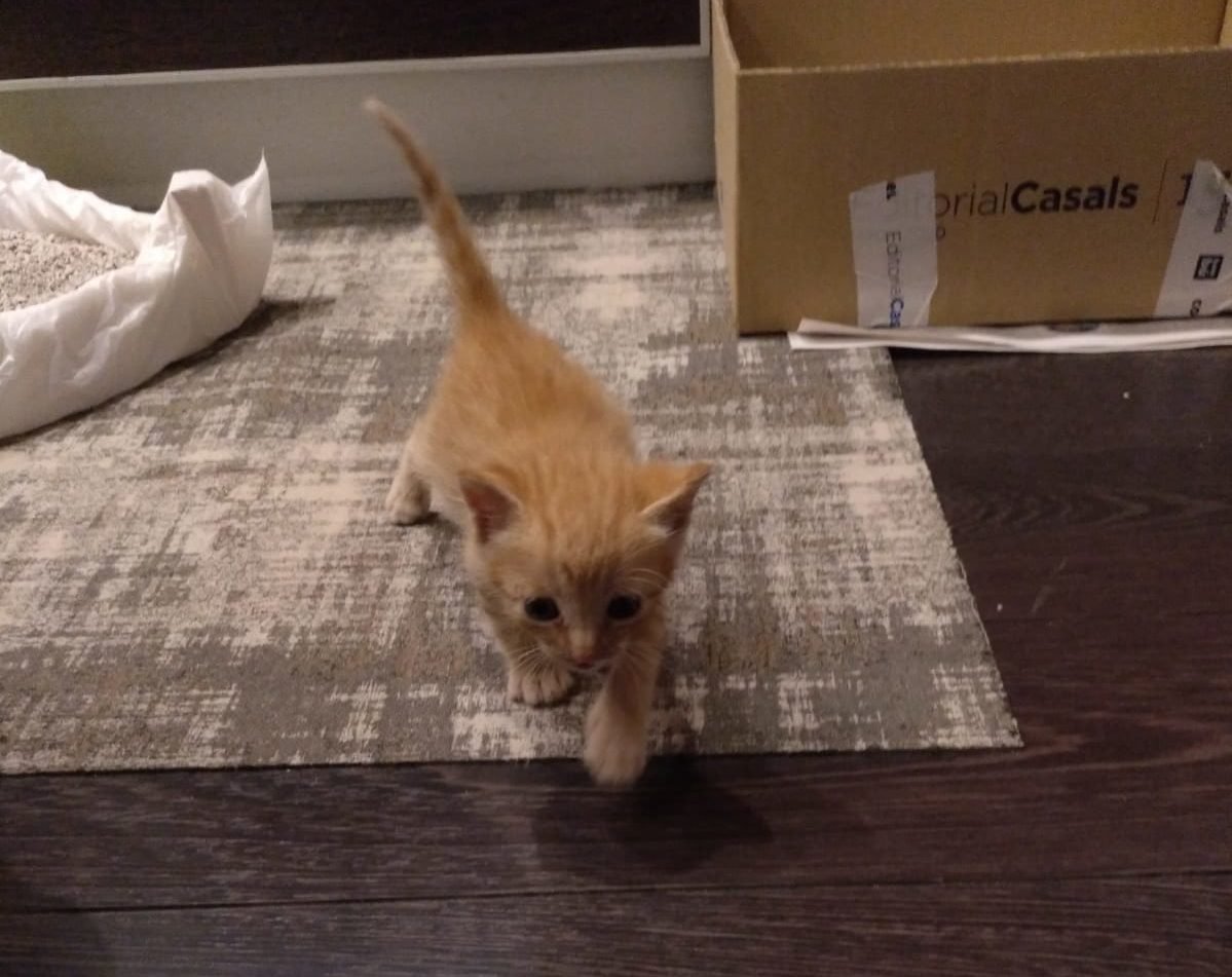 Miau
