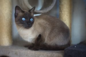 Mimi