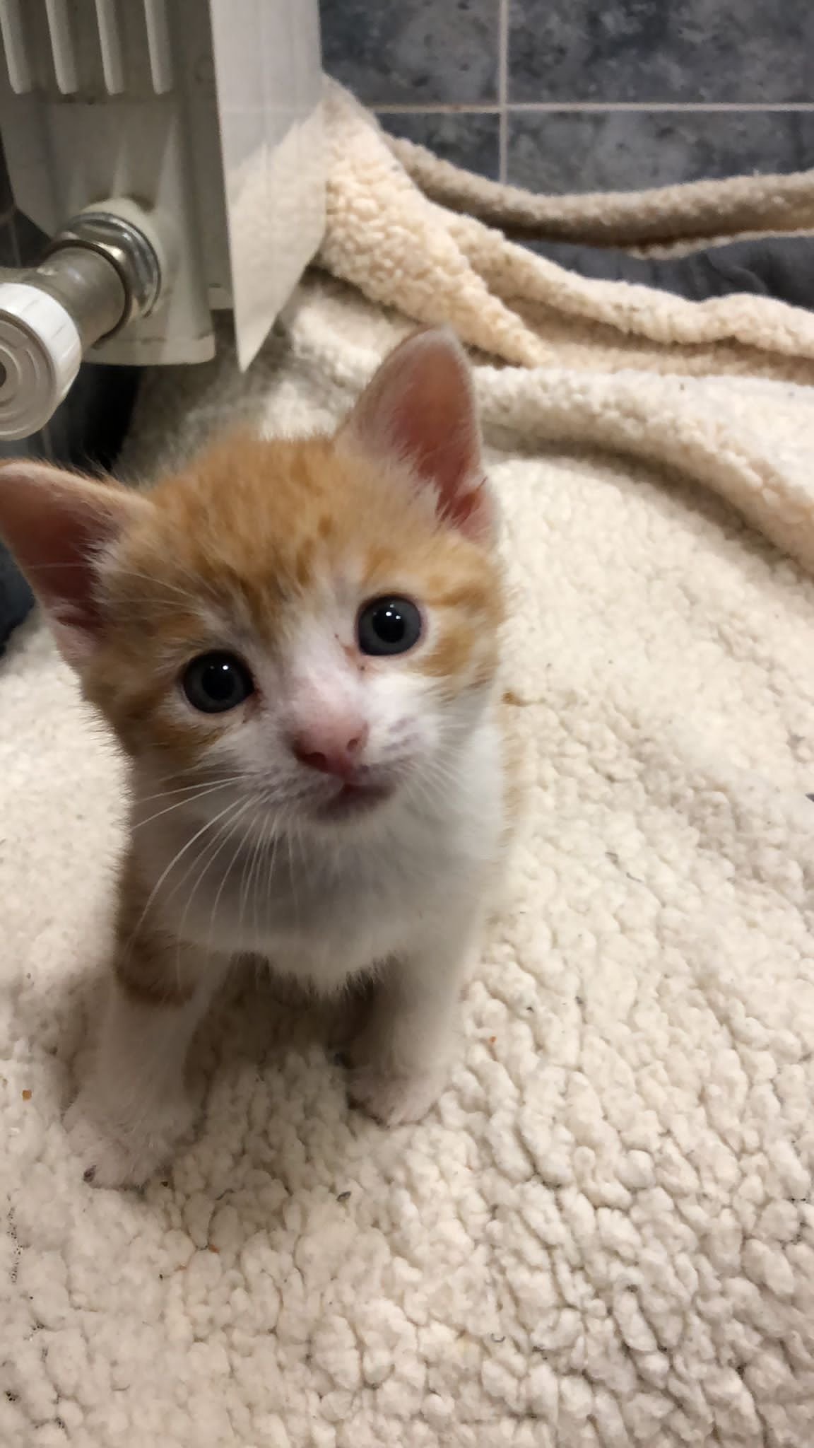 Ron