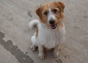 Golfo