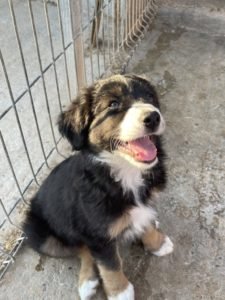 Feliz
