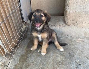 Dormilón