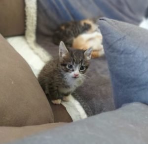 Freya