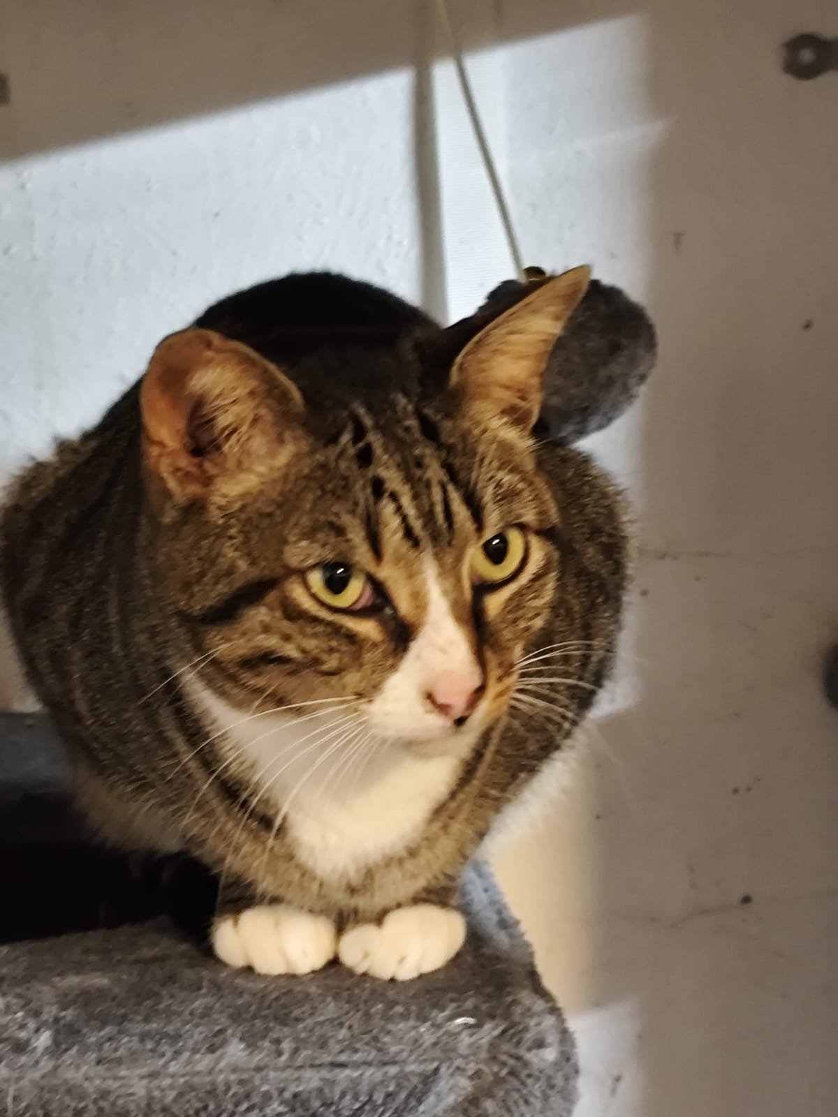 Miau