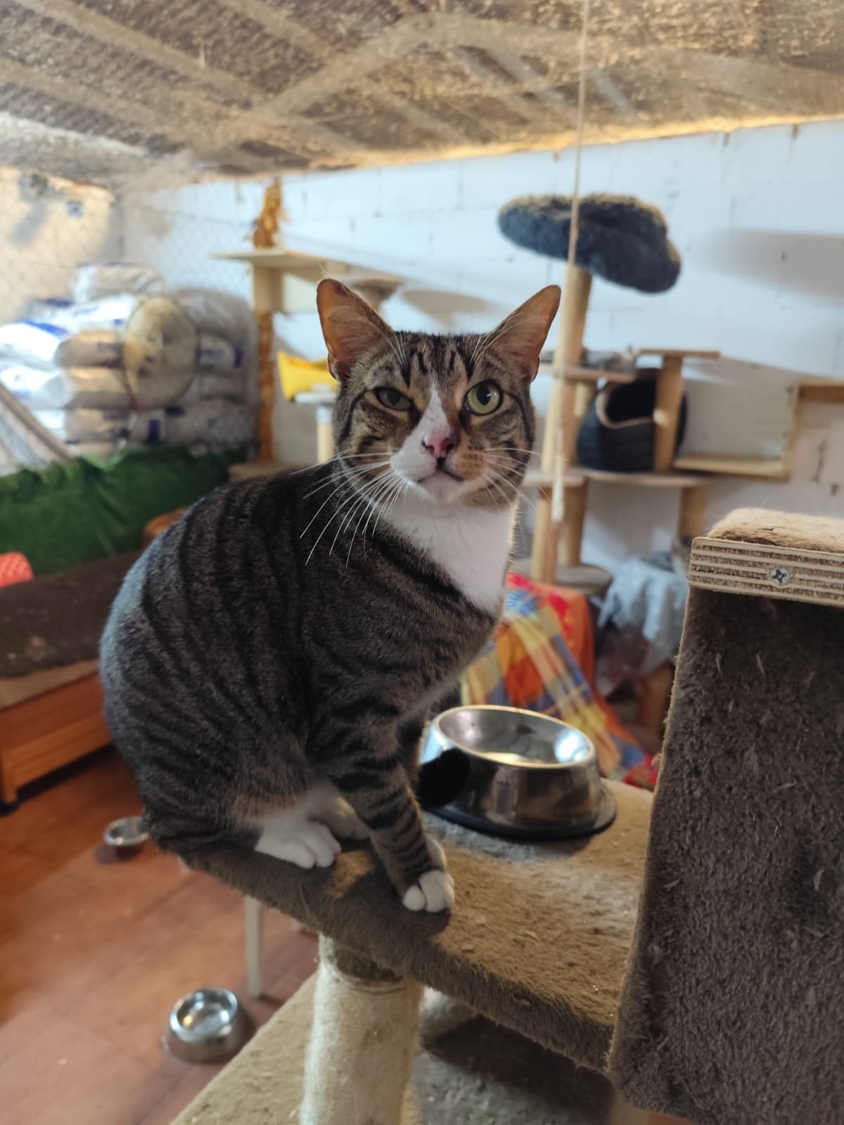 Miau1