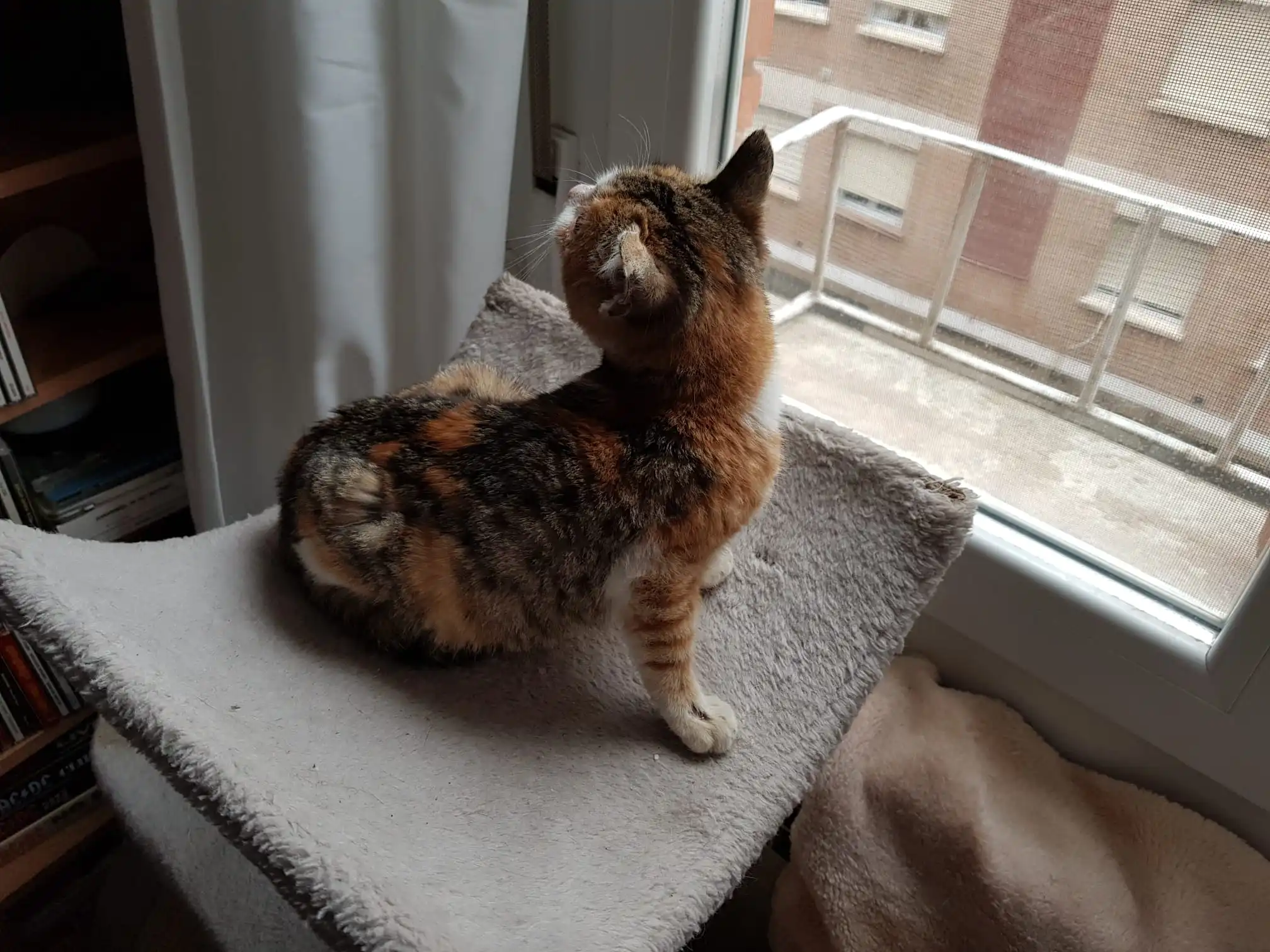 Rita