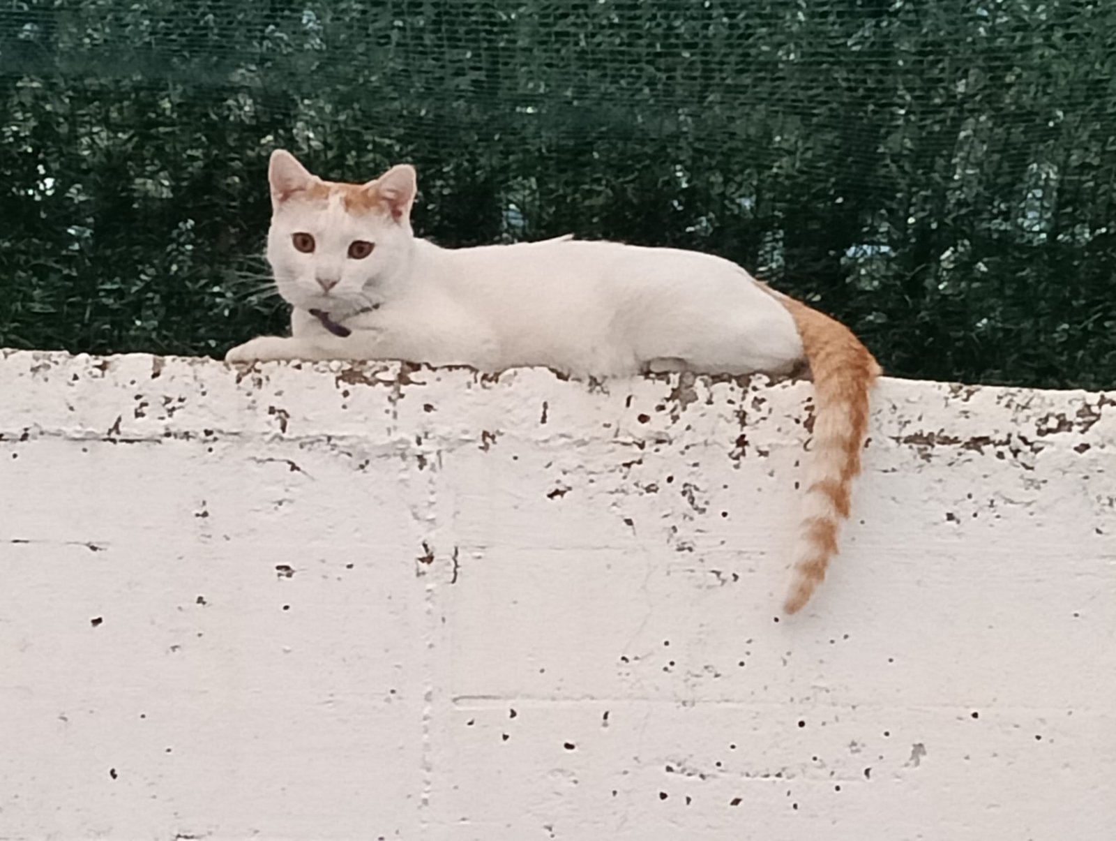 Cotton