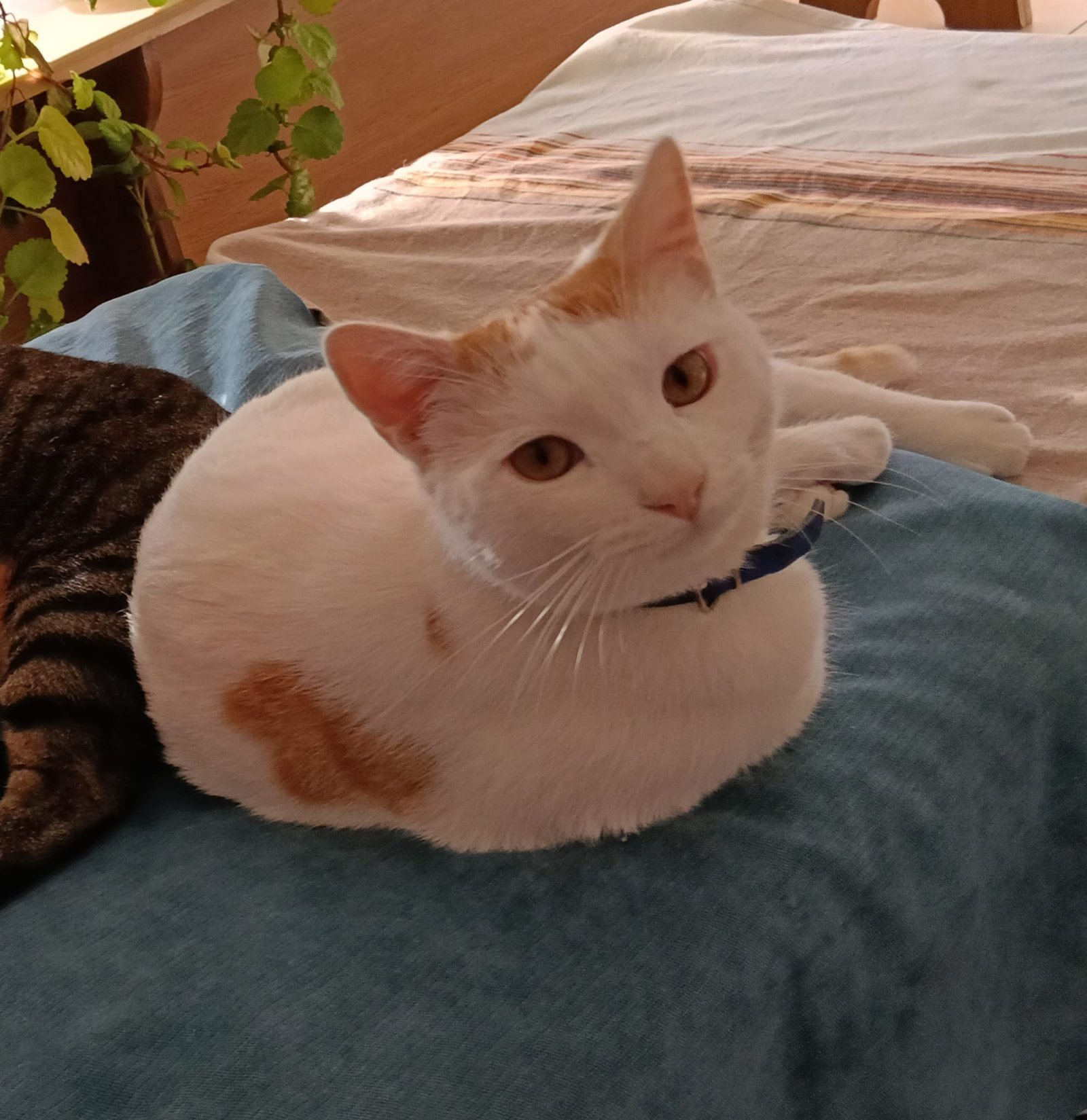 Cotton1
