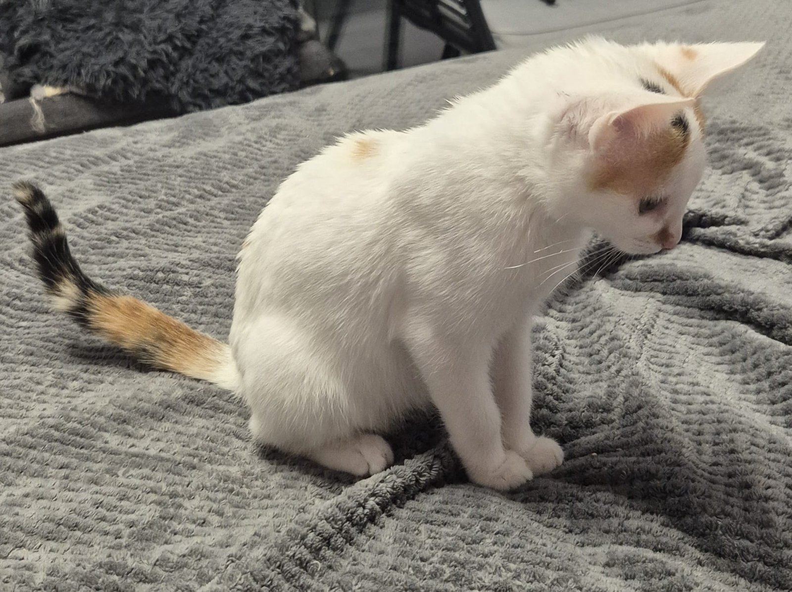 Blanqui2
