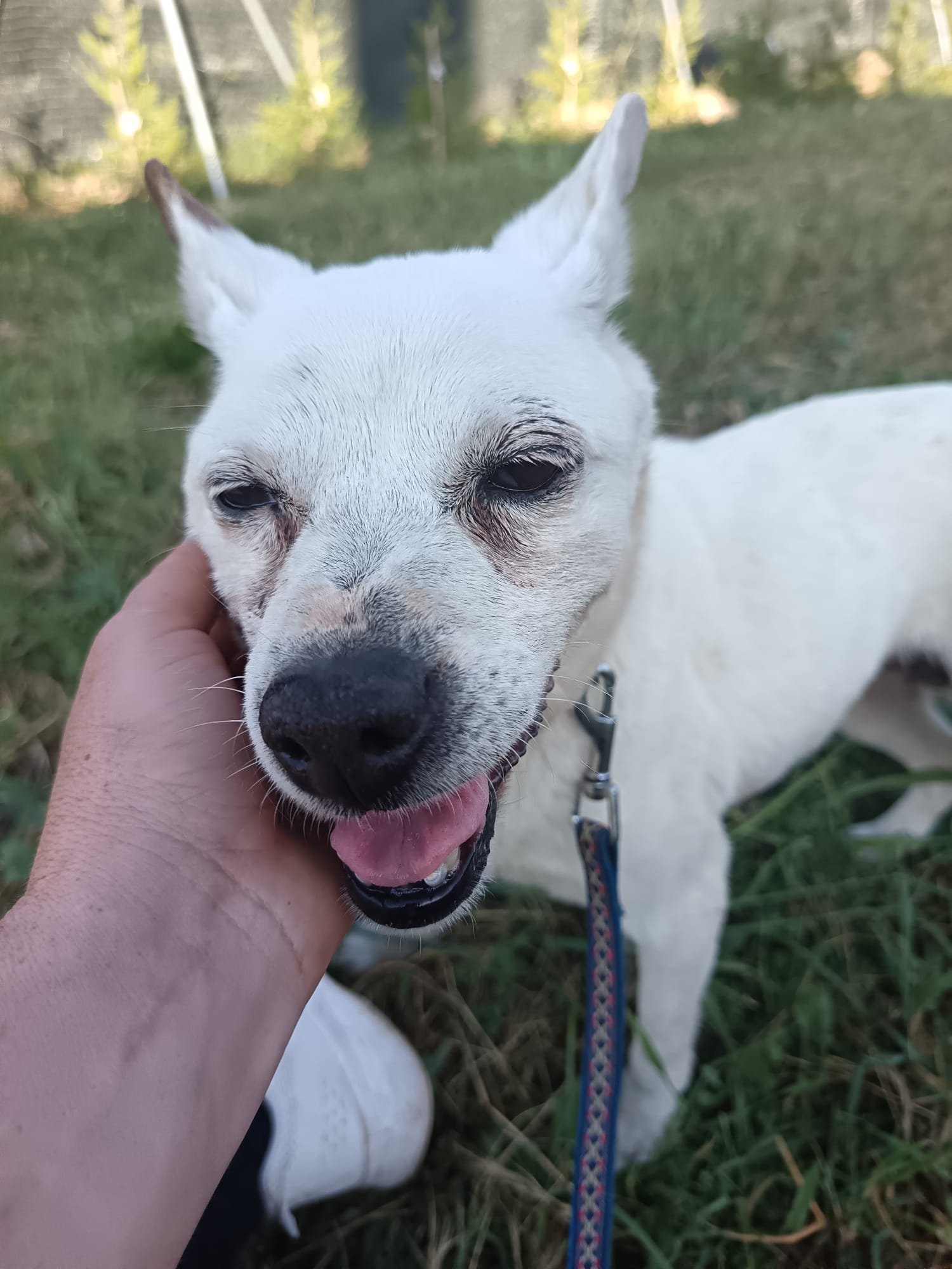 Lila