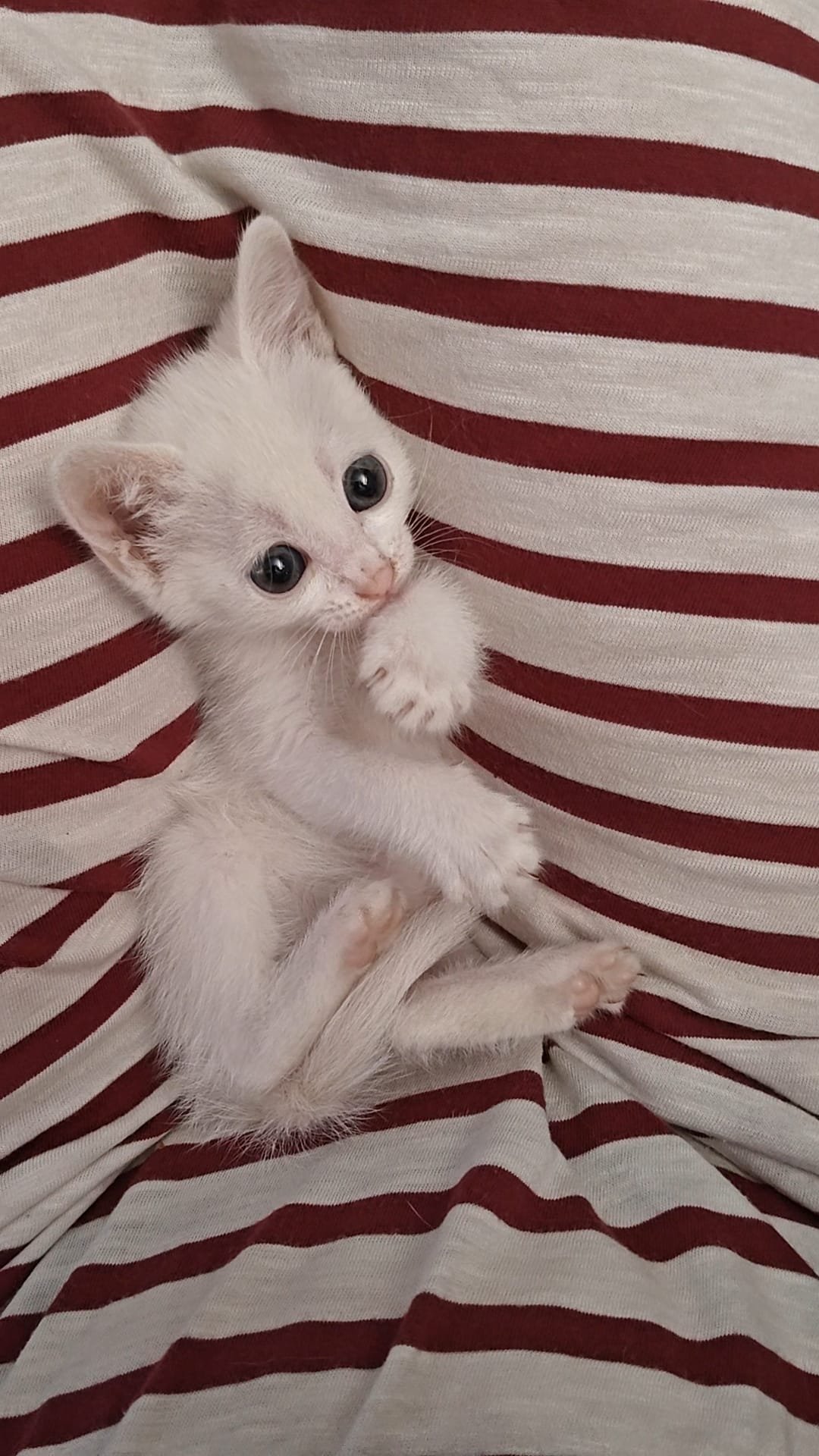 Maxi