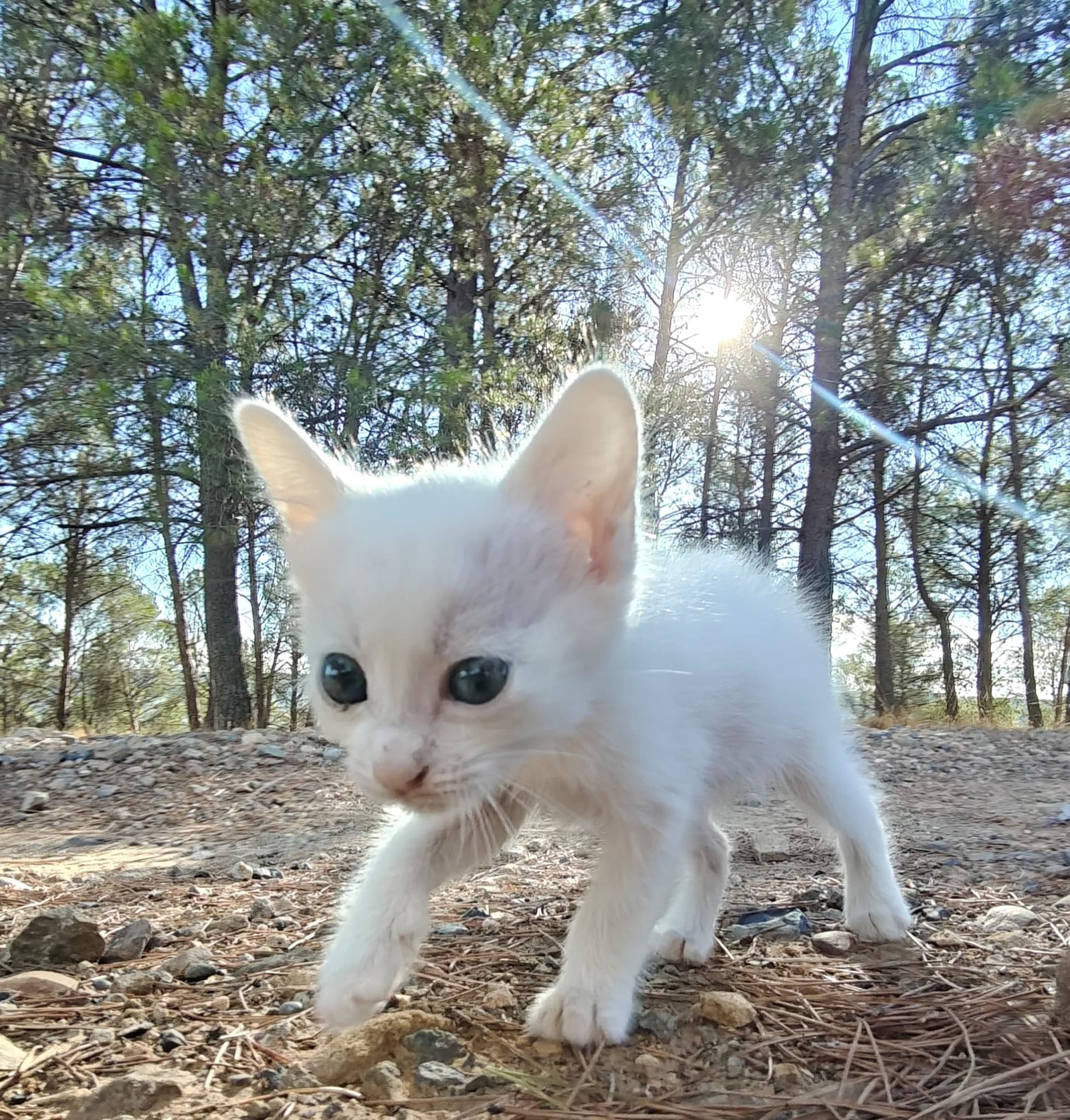 Maxi2