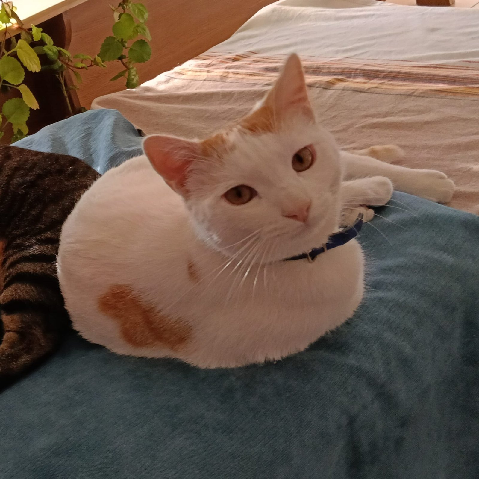 Cotton1