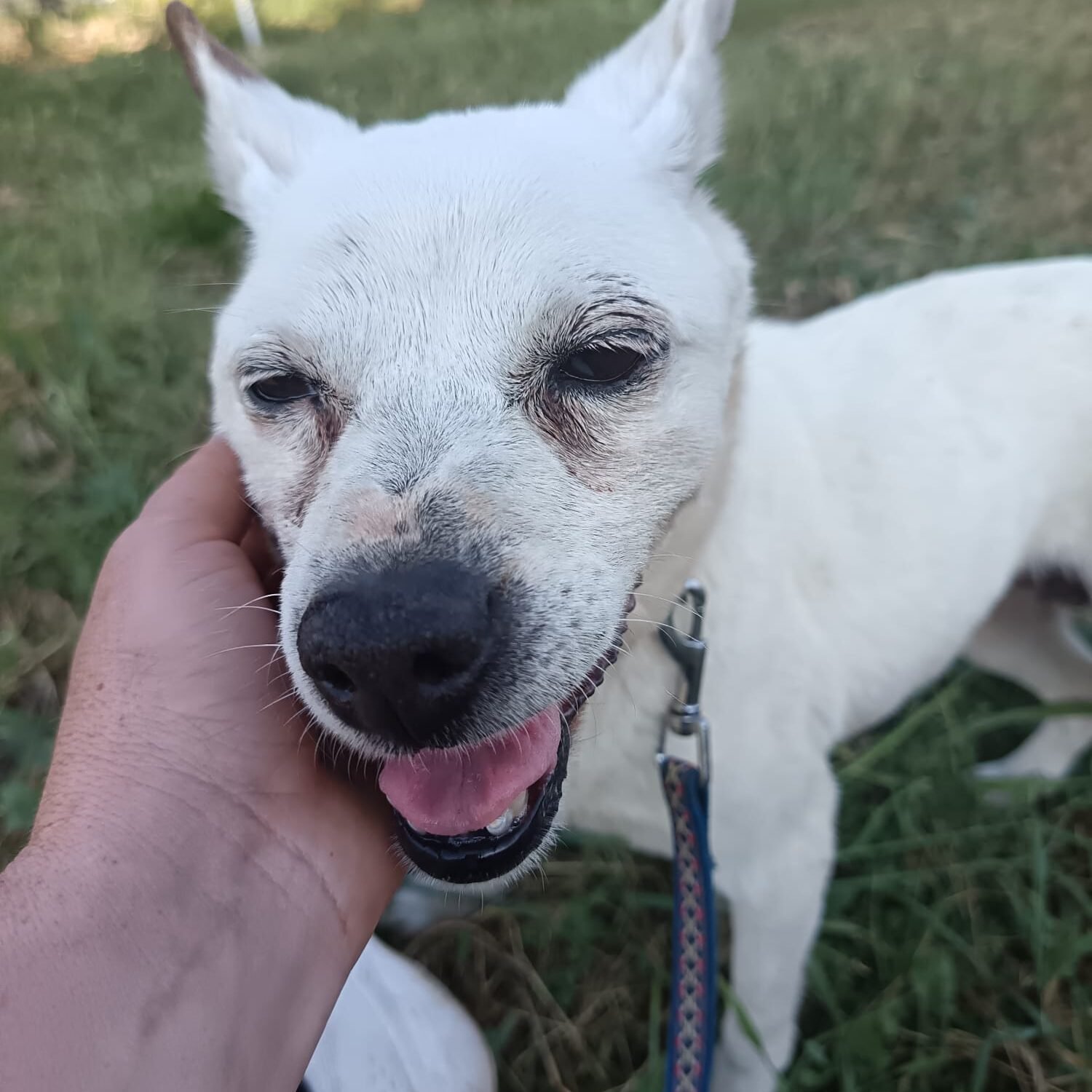 Lila