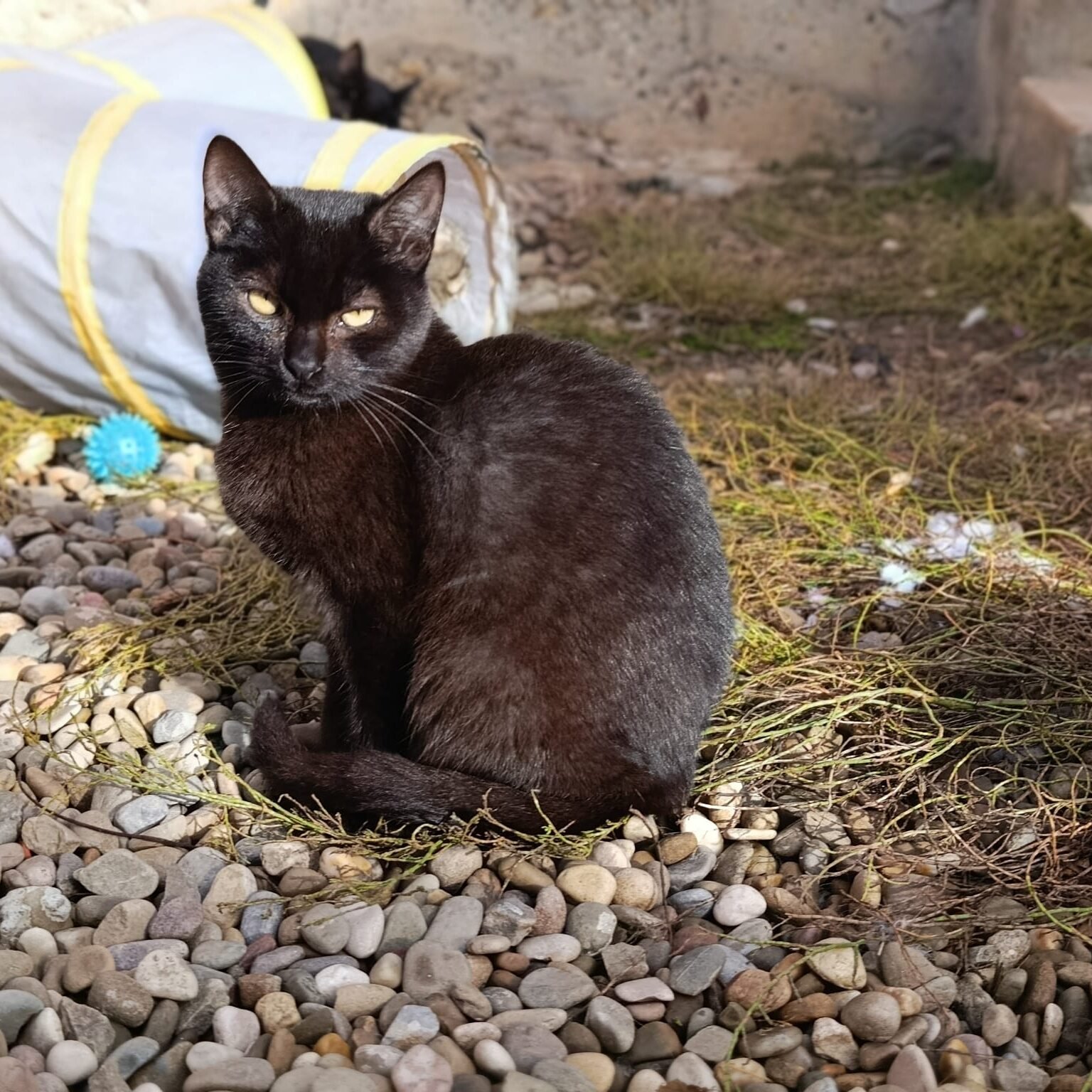 Lilian