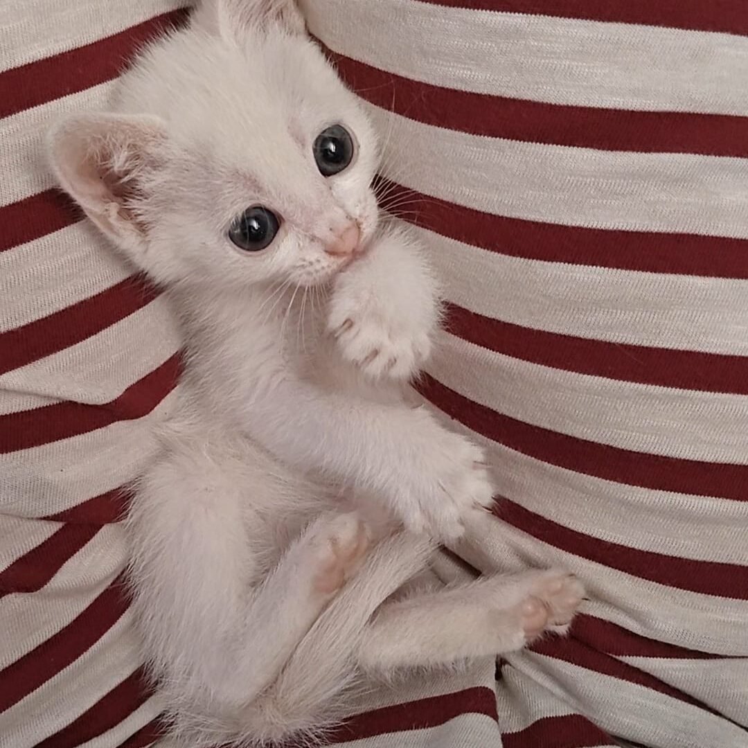 Maxi