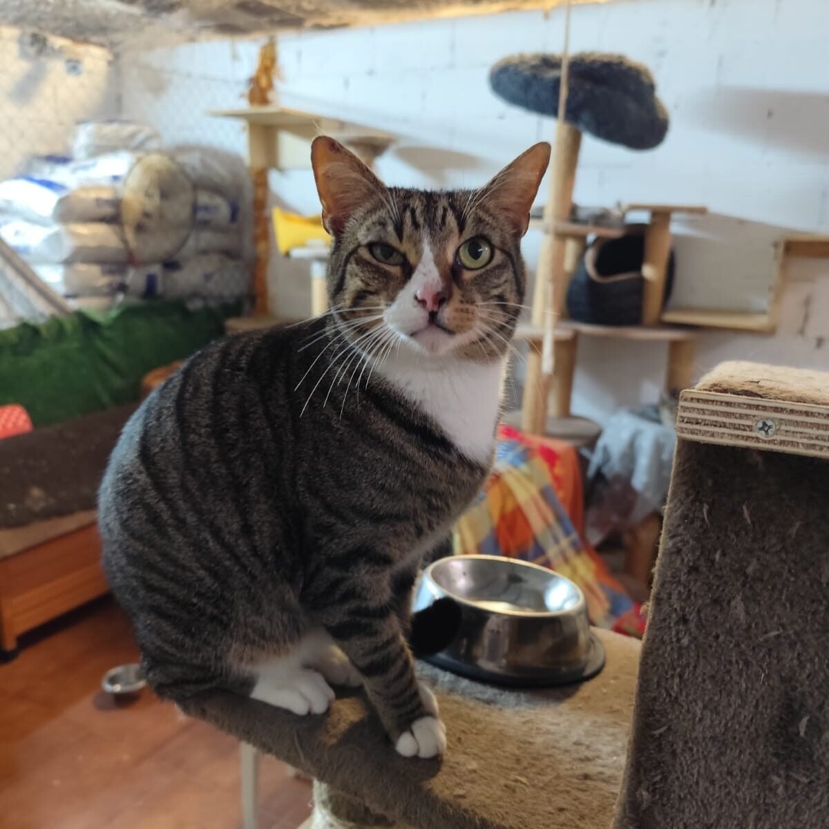 Miau1